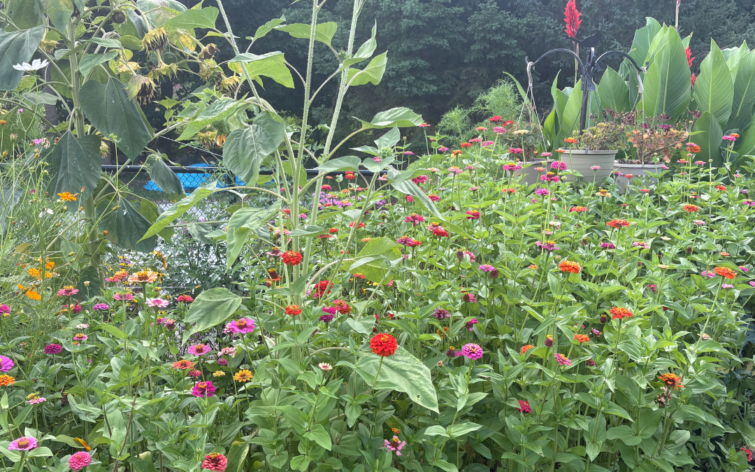 Harvest Time Church Community Garden